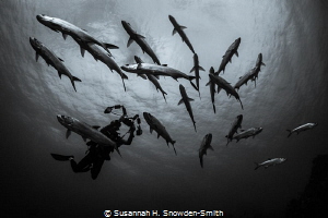 A diver photographs a school of tarpon on the East End of... by Susannah H. Snowden-Smith 
